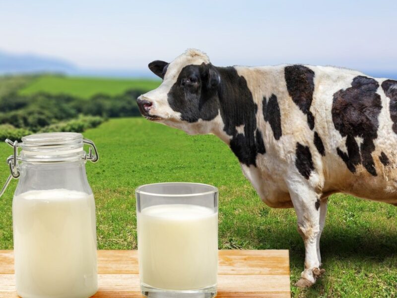 Bebek ve Çocuklarda İnek Sütü Alerjisi