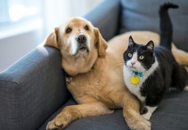 Evcil Hayvan Alerjisi